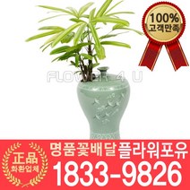 [플라워포유] 서황금 동양난 서양난 승진축하 영전축하 인사이동 개업난 선물 꽃배달 동양란 개업화분