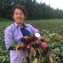 제주 무농약 햇 비트 10kg 레드비트, 제주 무농약 햇비트 10kg (소/50개 전후)