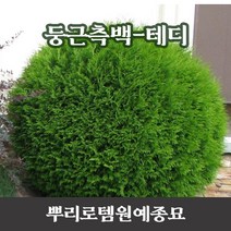 뿌리로템원예종묘_둥근측백 테디 포트묘 나무 묘목, P200 포트묘