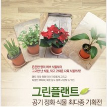 그린플랜트 다육식물 괴마옥
