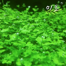 [미초] 노치도메 수초 10촉 / 전경 수초 / 초보자 수초 / 어항 수초