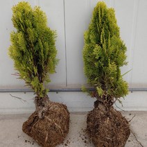 지엘파크농장 황금측백나무 약60cm ~70cm 2그루 정원수 울타리조경수