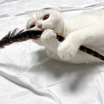 꿩 깃털 55cm 고양이 행동유발 장난감 만들기 사냥 놀이 운동, 3개