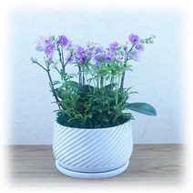 PFA052 친구 임신 출산 꽃바구니 생화꽃다발 축하화분