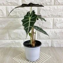 러브코리아 거북 알로카시아 공기정화 습도유지, 상품선택