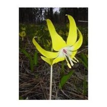 G 얼레지 씨앗 노랑 0.07g (약10립), 상세페이지 참조