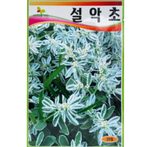 식물의집 설악초 꽃씨앗 씨