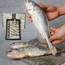명품 법성포 영광 굴비 선물세트 특대 참조기 보리굴비 찐보리굴비 10미 20미 가정용 선물용 생선 선물 세트, 04. 20마리 굴비선물세트 1.5kg