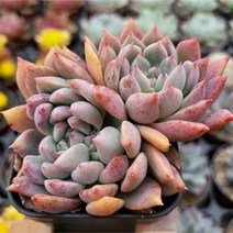 꽃보다 예쁜 다육이 8종 모아보기, 쌍화