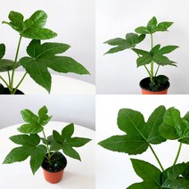팔손이 공기정화식물 소품 모종 관엽식물 실내인테리어 나무 삭물키우기 마이플랜트