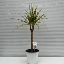 [다은꽃농원]우아한 수형의 마지나타(옐로우) 키우기쉬운 실내공기정화식물 이국적인 느낌의 인테리어