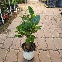 40~60cm 뱅갈고무나무 왕목대 중품 149