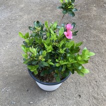 그린플랜트 공기정화식물 철쭉(중품 색상품종 랜덤)식물 화분 최다종, 철쭉, 랜덤, 1개