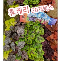 휴케라-20개박스/추위에 강해 정원수로 많이 사용