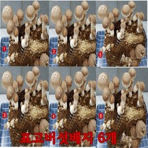 [P0000HAK] 사각 표고버섯 배지 6개묶음 학습 관찰 가정 아파트 재배 유치원 학교, 6세트