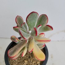 [메카다육]70-0720 원종방울복랑금(다육금) 화분포함 다육식물 선인장 다육금 다육철화 두들레야 아프리카식물 코노피튬 하월시아 수입다육이 국민이