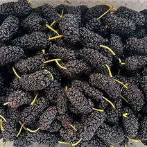 푸드맛봄 22년 고창 토종 냉동 오디 1kg (트레이), 단일옵션