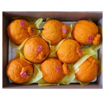 신품종 감귤 써니트 한라봉 밀감 제주 특산품, 1상자