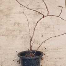 개량머루 화분4치 결실주 유실수 머루, 1개