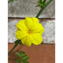 [지인야생화] 겹영춘화(소품)