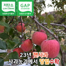 [고당도햇사과] 마미템 고당도 빨간 가정용 햇 홍로 부사 경북 사과 중소과 2kg 3kg 5kg 10kg 산지직송, 사과 3kg중 (12-16개입), 1개
