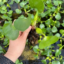 [가든테라스] 물옥잠 수생식물 부레옥잠 관상용식물, 1개