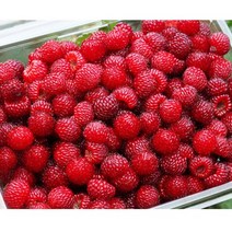 냉동 산딸기생과 4kg / 국내산 고산지대 냉동 생산딸기 열매 햇산딸기 산딸기열매 산딸기햇과 2022년산 농원 직송