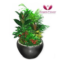 [엔젤스플라워] 전국배송 축하 개업 관엽식물 공기청정 화분 인테리어, P101BS_작은정원 일반형