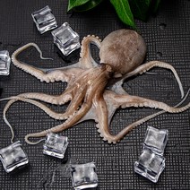 [당일조업] 태안 생물 활 쭈꾸미 1kg 국내산, 쭈꾸미1kg