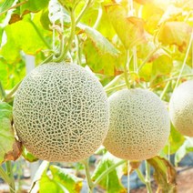 엄격한선별관리 고당도 세지 머스크 메론 멜론 3.3kg, 3.3kg내외