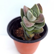 기천 다육이 색깔옷을 입고있는 붉은빛 다육식물1-20, 단품, 1개