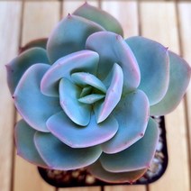 백봉 키우기 쉬운 예쁜 다육식물50 랜덤발송, 단품