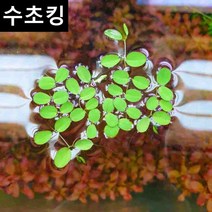 수초맛집 수초킹 키우기 쉬운 초보수초 살비니아 나탄스 생이가래 (부상수초), 15뿌리