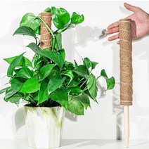 수태봉 코코넛 식물지지대 수태 몬스, 소형, 1개