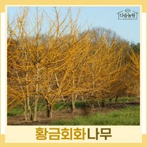 회화나무 묘목 황금회화 접목1년생 뿌리묘 3개