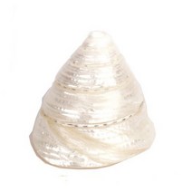 밀크 뿔 소라 조개껍질 어항꾸미기 .미미네아쿠아