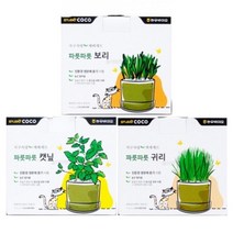 캣잎키우기 캣닙씨앗 캣그라스화분 캣그라스키트 캣글라스, 1개, 귀리