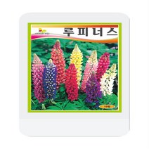 루피너스 러셀 씨앗 혼합 10립 루피너스 꽃씨 씨앗 대장