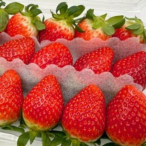 설향 딸기 1kg 프리미엄 선물 생딸기 판매 진맛깔