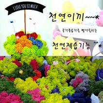 천연이끼 스칸디아모스 안트라지아트(150g) - 공기정화 기능 관리쉽고 그늘에서도 잘 자라는 인테리어 식물 취미 원데이 클래스 디퓨저 화분 만들기(4개 이상 주문배송)