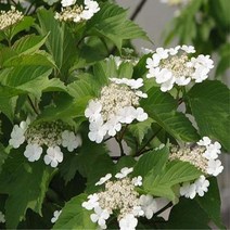 백당나무/H1.0M(2주묶음)/묘목/e0498