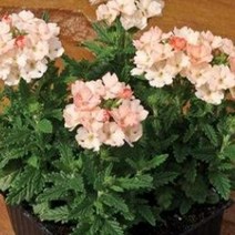 어린모종]버베나-(투스카니 피치) 8cm분/4개 Q1815