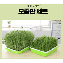 새싹 배양기 트레이2개 +씨앗