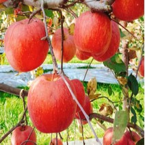 상주사과 괴산 의성 2K 황금사과 함양 거창 합천 예천 홍로 아오리 경북 지리산