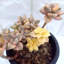 살구미인금 다육이 살구 물들은 다육 식물 랜덤발송5금3-130