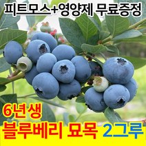 블루베리 묘목 6년생 2그루 (영양제 무료증정)