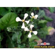 루꼴라(로켓), 1개