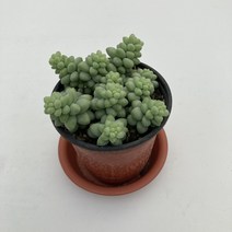 그린플랜트 다육식물 청옥 1+1