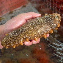 안면도 자연산 해삼 500g (5-6미), 5-6미