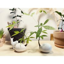 키우기 쉬운 파키라에그팟 실내공기정화식물 홈가드닝 인테리어 집꾸미기 돈나무 머니트리 개업화분 생일선물- 칵투스널서리, 기본화이트